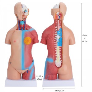 23 делови Човечко тело Торзо Модел 45см Анатомија Модел унисекс отстранливи делови со срцев мозок за училишна наука Медицинско образование