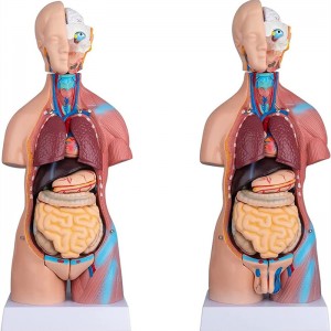 23 قسمتی بدن انسان نیم تنه مدل 45 سانتی متری آناتومی مدل تک جنسیت قطعات متحرک با مغز قلب برای آموزش علوم پزشکی مدرسه