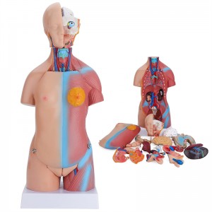 23 Parts Human Body Torso Model 45Cm Anatomy Model Unisex Removable Parts with Heart Brain for School Science Medical Education