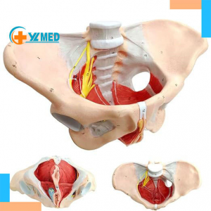 Female Pelvis Model with Pelvic Floor Muscles Nerves Ligaments for Science Education Midwife in Obstetrics Gynecology