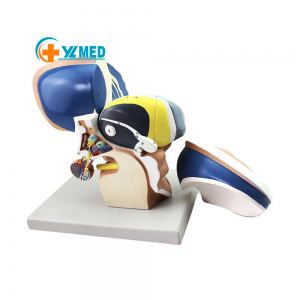 3X Human Diencephalon End Thalamus Model, Human Interbrain Intuitive Brain Nervous System Medical Teaching