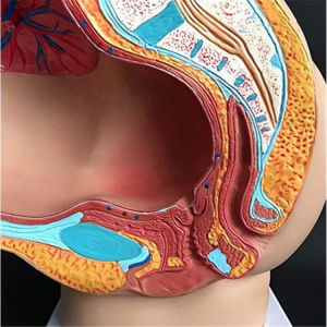 Medicinsk undervisning, kvinnlig mänsklig sagittal anatomisk modell (4 stycken)