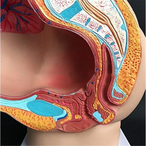 Medicinska nastava, Ženski ljudski sagitalni anatomski model (4 komada)