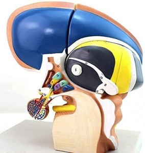3X Human Diencephalon End Thalamus Model, Human Interbrain Intuitive Brain Nervous System Medical Teaching