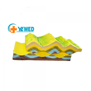Teaching Resource School Geology Wooden Molecular Model Plate Structure and Surface Morphology Model Plate Tectonics Display