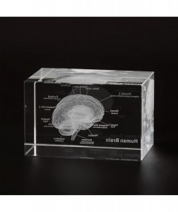 Ultrassist 3D Human Brain Glass Model Laser Etched Anatomical Model for Home and Office Decoration Neurology Gifts
