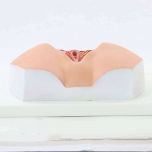 PVC Female Genital Organ Anatomy Model Medical Science Human Model Gynecological Simulator for Medical School Training Education