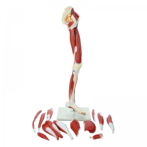 Muscles of the Human Leg Medical Anatomical Muscular Leg Model 13 Parts Life Size Human Anatomy Model Leg Muscle Model for Study