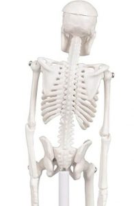 Medical Science 22CM Flexible PVC Mini Skeleton Model Small Human Anatomy Manikin for Medical School Training Teaching Resources