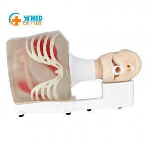 Endoscopic Ultrasound Training Phantom EUS Gross Model, Digestive Tract Endoscopy Simulation Training Phantom