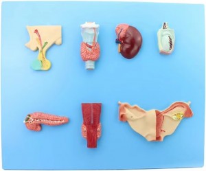 Educational Adhesive Medical Science Anatomical Model Human Endocrine Organ Hypophysis Thyroid Testis Science Demonstrations