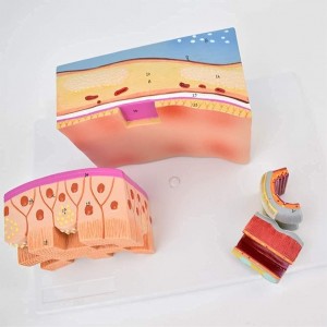Laryngeal Tracheal Bronchial Anatomy Model-Human Trachea and Larynx Organ Structure for Medical Research & Teaching
