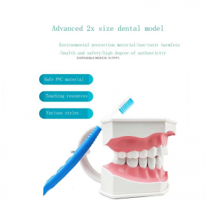 2 Times Large Teeth Teaching Model Advanced General Configuration and Basic Configuration of Dental Medicine Model
