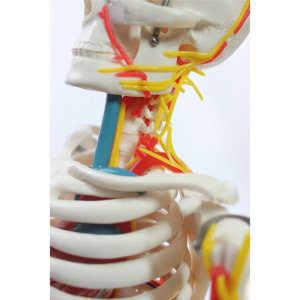Medical Science 85CM Human anatomy bones with nerves and blood vessels can be used in medical practice