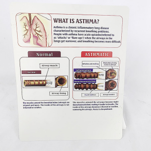 Medical Science Teaching Model PVC Normal VS Asthmatic Trachea Comparison Model for Respiratory Education