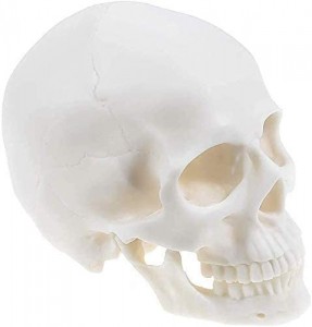 Mokymo ištekliai Medicininės anatomijos kaukolės modelis Žmogaus gyvenimo dydžio baltos kaukolės modelis Mokomasis medicininės anatomijos kaukolės modelis