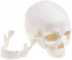 Recursos didácticos Modelo de cráneo de anatomía médica Modelo de cráneo branco de tamaño natural humano Modelo de cráneo de anatomía médica educativa