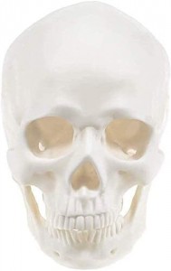 Recursos didácticos Modelo de cráneo de anatomía médica Modelo de cráneo branco de tamaño natural humano Modelo de cráneo de anatomía médica educativa