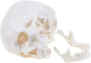 교육 자원 의료 해부학 두개골 모델 인간의 생활 크기 흰색 두개골 모델 교육 의료 해부학 두개골 모델