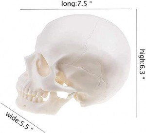 Recursos didácticos Modelo de cráneo de anatomía médica Modelo de cráneo branco de tamaño natural humano Modelo de cráneo de anatomía médica educativa