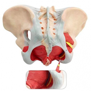 Female Pelvis Model with Pelvic Floor Muscles Nerves Ligaments for Science Education Midwife in Obstetrics Gynecology