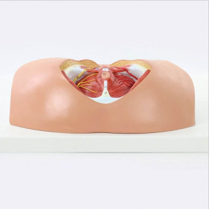 PVC Female Genital Organ Anatomy Model Medical Science Human Model Gynecological Simulator for Medical School Training Education
