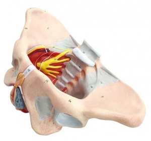 Female Pelvis Model with Pelvic Floor Muscles Nerves Ligaments for Science Education Midwife in Obstetrics Gynecology