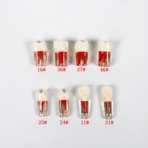 Advanced Dental Root Canal Model for Effective Endodontic Training and Resin Teeth Replacement RCT Practice Replace Resin Teeth