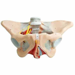 Female Pelvis Model with Pelvic Floor Muscles Nerves Ligaments for Science Education Midwife in Obstetrics Gynecology