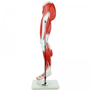 Muscles of the Human Leg Medical Anatomical Muscular Leg Model 13 Parts Life Size Human Anatomy Model Leg Muscle Model for Study