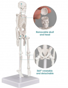 Medical Science 22CM Flexible PVC Mini Skeleton Model Small Human Anatomy Manikin for Medical School Training Teaching Resources