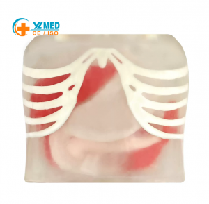 Endoscopic Ultrasound Training Phantom EUS Gross Model, Digestive Tract Endoscopy Simulation Training Phantom