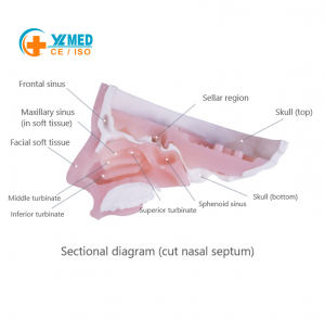 Neuroendoscopy Practice Simulator, Craniofacial Anatomical Model for Medical Instruction & Surgical Drills