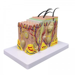 35X zvětšený model lidské anatomické kůže