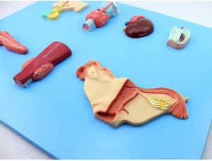 Educational Adhesive Medical Science Anatomical Model Human Endocrine Organ Hypophysis Thyroid Testis Science Demonstrations