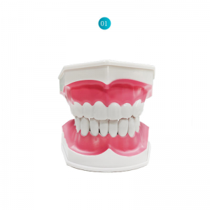 2 Times Large Teeth Teaching Model Advanced General Configuration and Basic Configuration of Dental Medicine Model