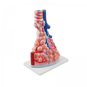 Human Anatomy PVC Anatomical Model Organ Teaching Resource for Alveolar Enlargement Colorful for Hospital School Medical Science