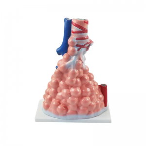 Human Anatomy PVC Anatomical Model Organ Teaching Resource for Alveolar Enlargement Colorful for Hospital School Medical Science
