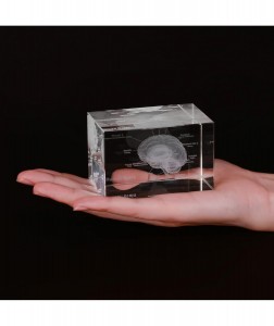 Ultrassist 3D Human Brain Glass Model Laser Etched Anatomical Model for Home and Office Decoration Neurology Gifts