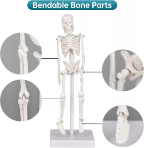 Medical Science 22CM Flexible PVC Mini Skeleton Model Small Human Anatomy Manikin for Medical School Training Teaching Resources