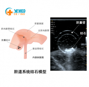 Endoscopic Ultrasound Training Phantom EUS Gross Model, Digestive Tract Endoscopy Simulation Training Phantom