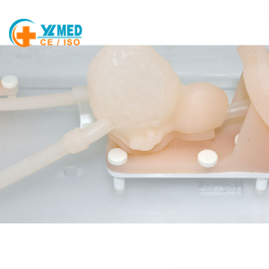 Ureteroscopy Simulation Training Model – Urinary Tract Endoscopy Practice Tool for Medical Education