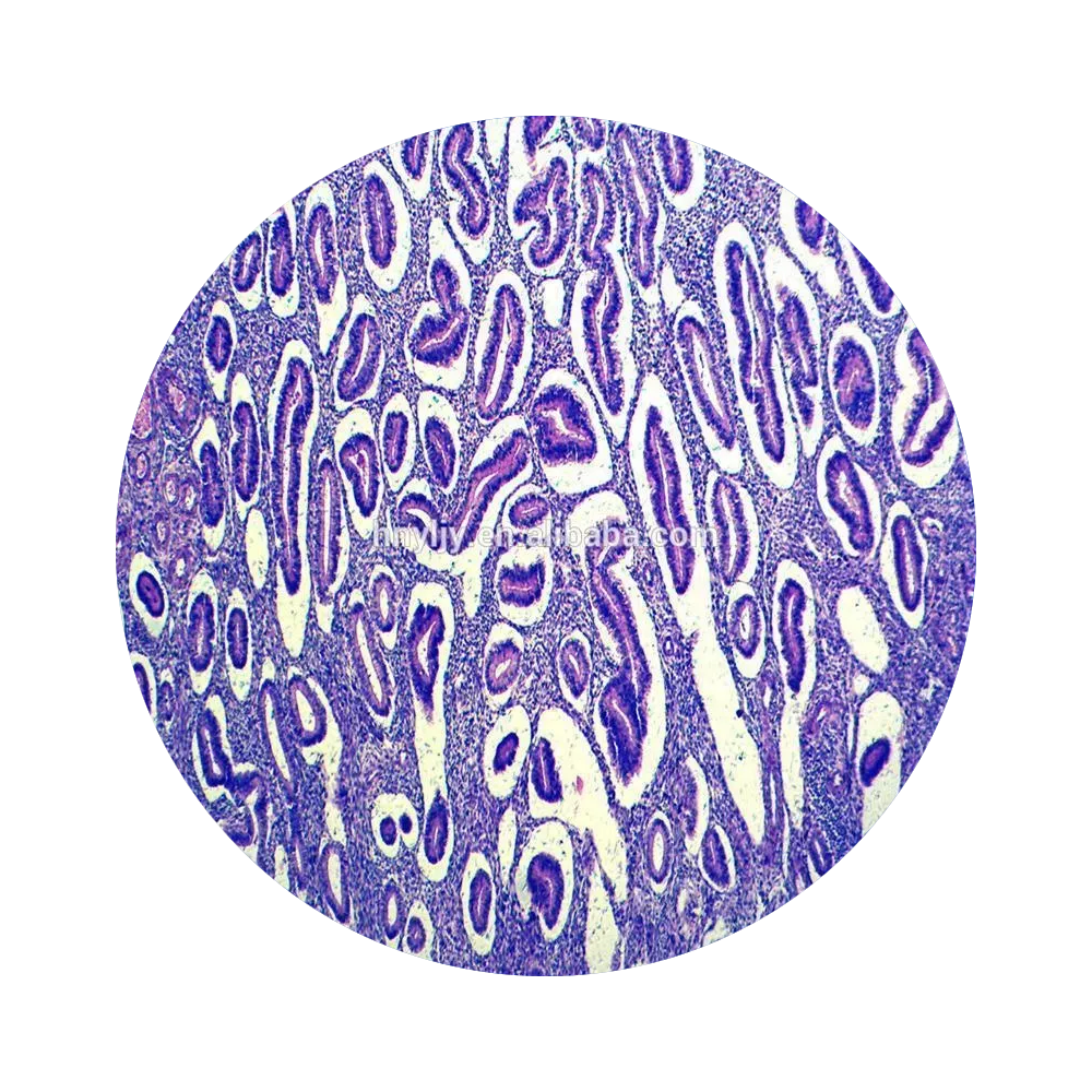 Sleamhnagan histology beòil daonna 20pcs, inbhe oilthigh, solaraiche mòr-reic sleamhnagan histology daonna