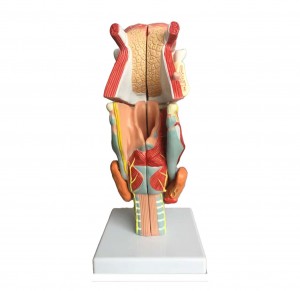 Human Larynx Anatomical Model with 5 Parts for Medical Training Thyroid Tongue Teeth Larynx Anatomy Model for Teaching