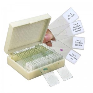 Affordable 100pcs advanced zoology prepared microscope slides