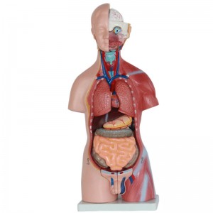 Human Body Model for Medical Student 45cm High 23 Parts Human Torso Anatomy Model with Heart Head Brain Skeleton Model