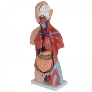 Human Body Model for Medical Student 45cm High 23 Parts Human Torso Anatomy Model with Heart Head Brain Skeleton Model
