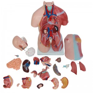 Human Body Model for Medical Student 45cm High 23 Parts Human Torso Anatomy Model with Heart Head Brain Skeleton Model