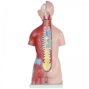 Human Body Model for Medical Student 45cm High 23 Parts Human Torso Anatomy Model with Heart Head Brain Skeleton Model