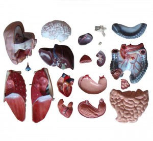 Human Body Model for Medical Student 45cm High 23 Parts Human Torso Anatomy Model with Heart Head Brain Skeleton Model